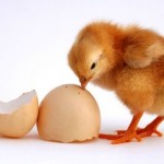Contrat poulet / oeufs